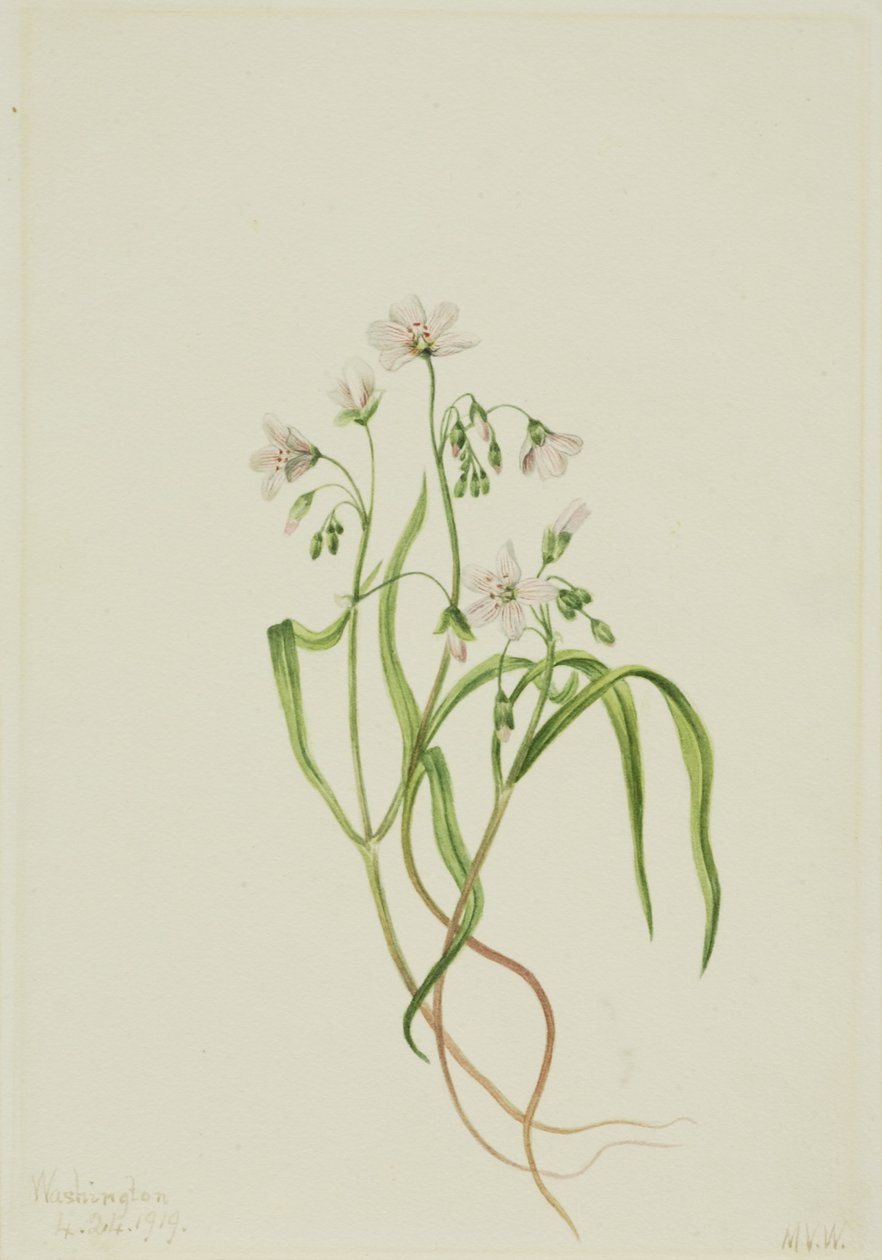 Virginia lentebode (Claytonia virginica) door Mary Vaux Walcott
