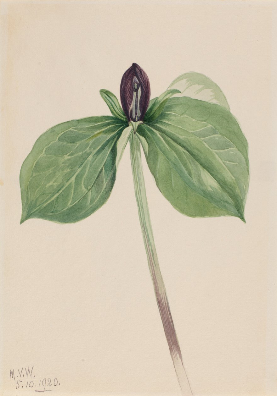 Wakerborstje (Trillium sessile) door Mary Vaux Walcott