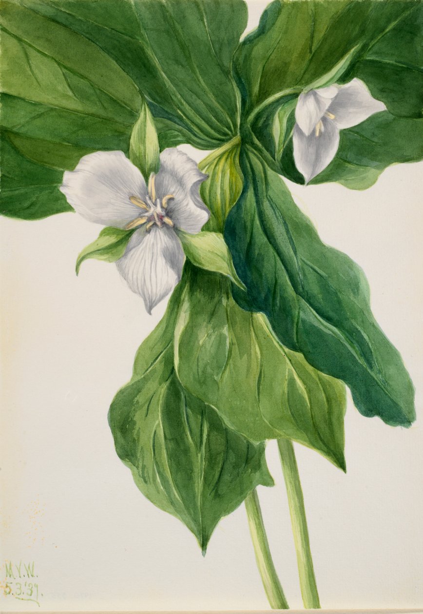 Wake-Robin Trillium simile door Mary Vaux Walcott