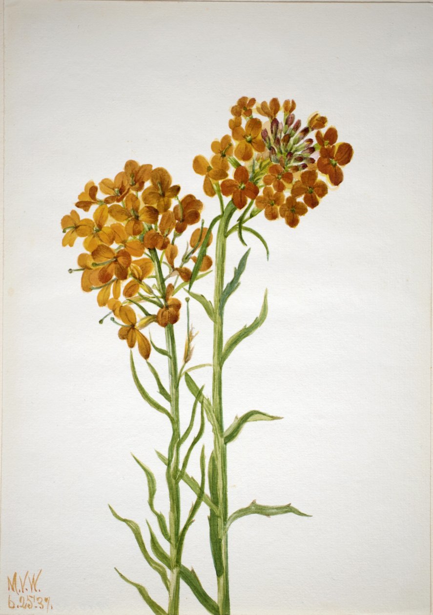 Muurbloem (Erysimum wheeleri) door Mary Vaux Walcott