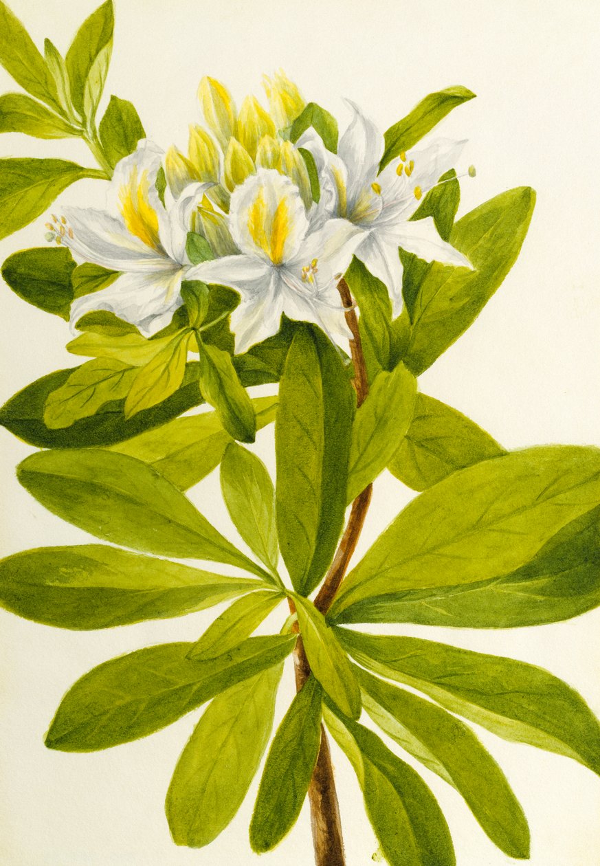 Westerse azalea Rhododendron occidentale, n.d. door Mary Vaux Walcott