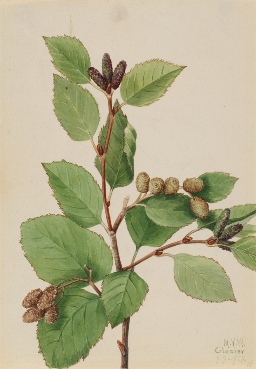 Groene els (Alnus sinuata) door Mary Vaux Walcott