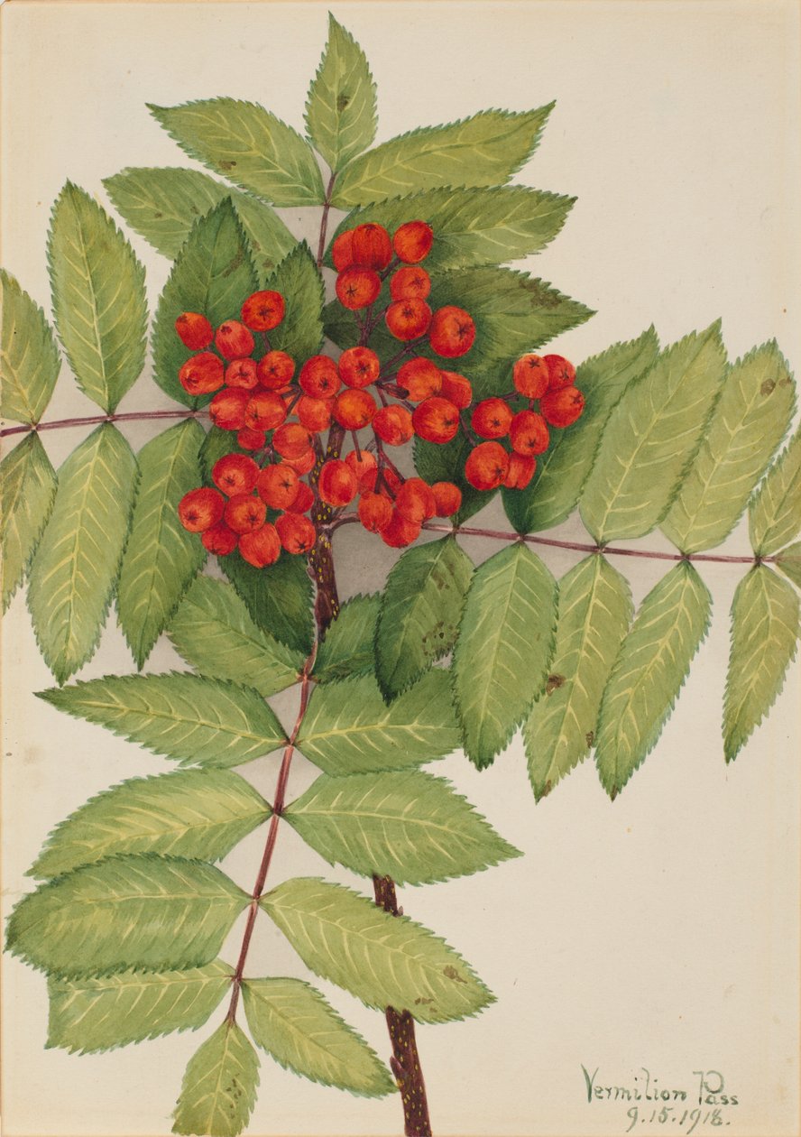 Western Mountain Ash (Sorbus sambucifolia) door Mary Vaux Walcott