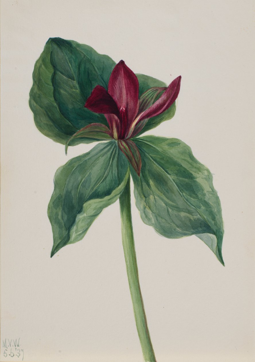 Whippoorwill Bloem Trillium H., 1937 door Mary Vaux Walcott