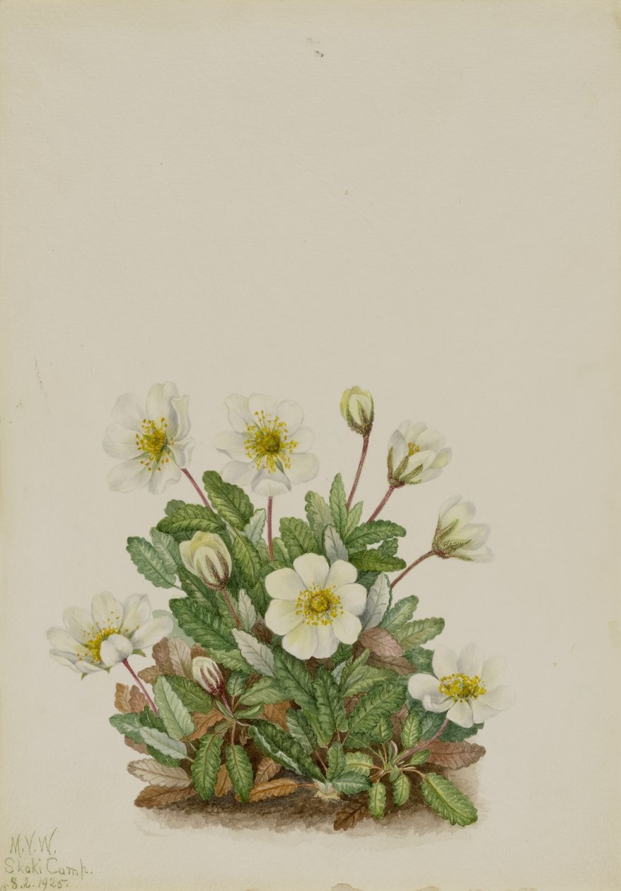 White Dryad (Dryas octopetala) door Mary Vaux Walcott