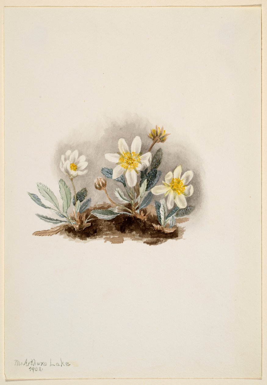 White Dryad (Dryas octopetala) door Mary Vaux Walcott