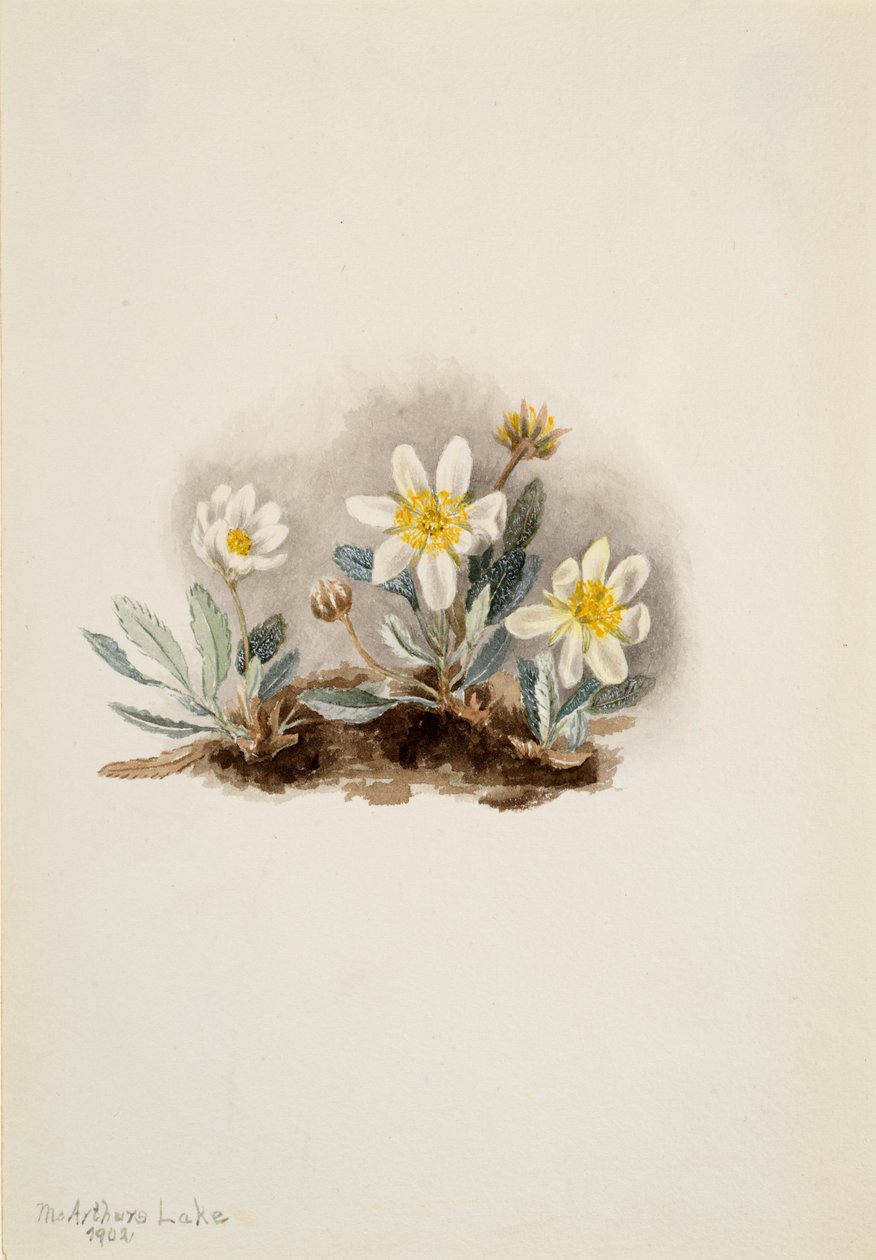 Witte dryade Dryas octopetala door Mary Vaux Walcott