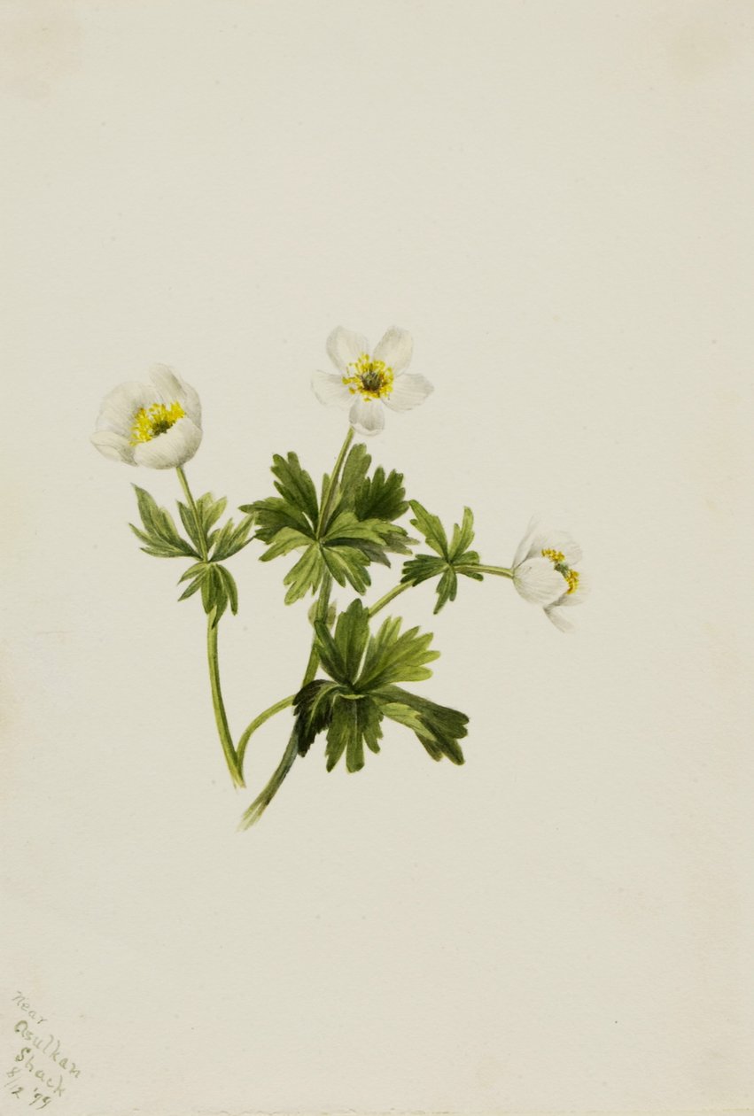 Witte zonnehoed (Trollius albiflorus) door Mary Vaux Walcott
