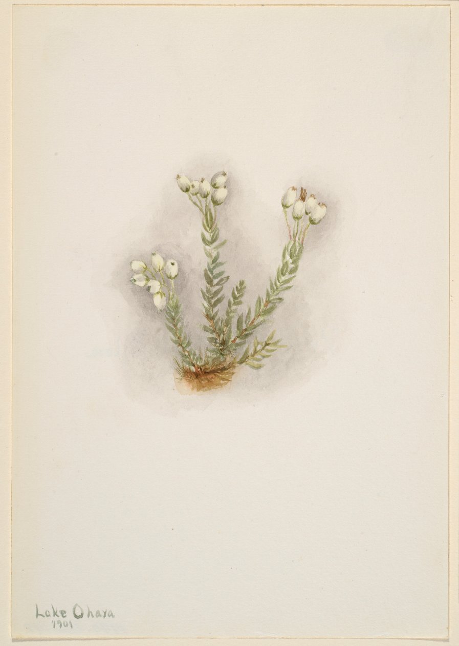 Witte heide (Phyllodoce grandiflora) door Mary Vaux Walcott