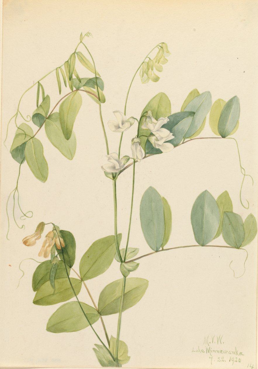 Witte Peul Lathyrus ochroleucus, 1920 door Mary Vaux Walcott