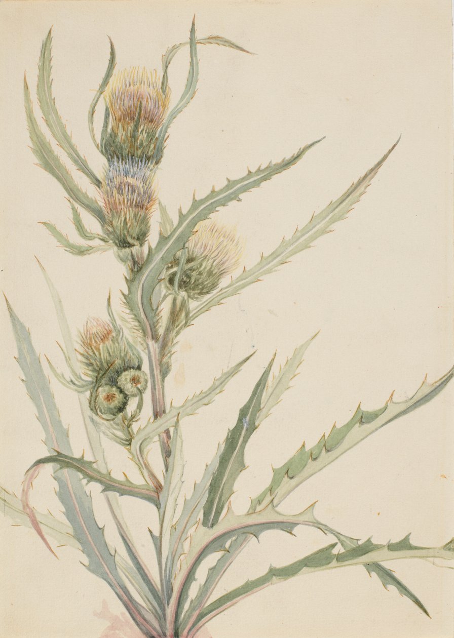 Witte distel (Cirsium hookeranum) door Mary Vaux Walcott