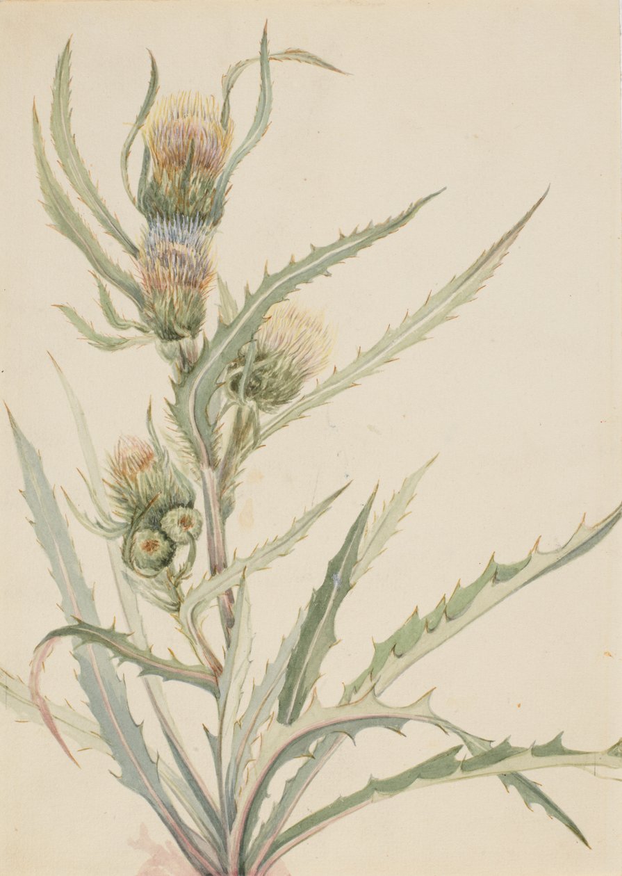 Witte distel Cirsium hookeranum, n.d. door Mary Vaux Walcott