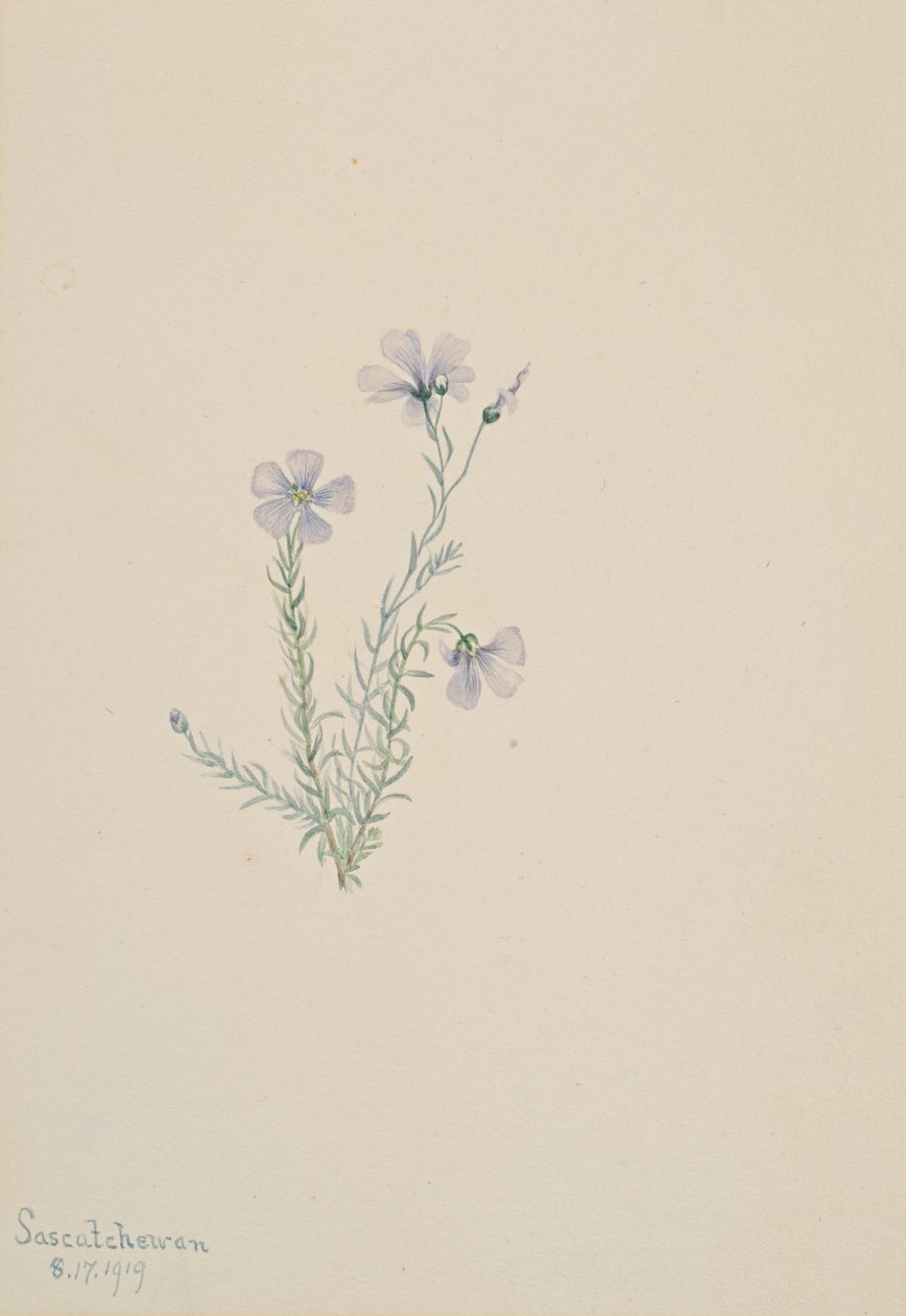 Wilde vlas Linum lewisii, 1919 door Mary Vaux Walcott