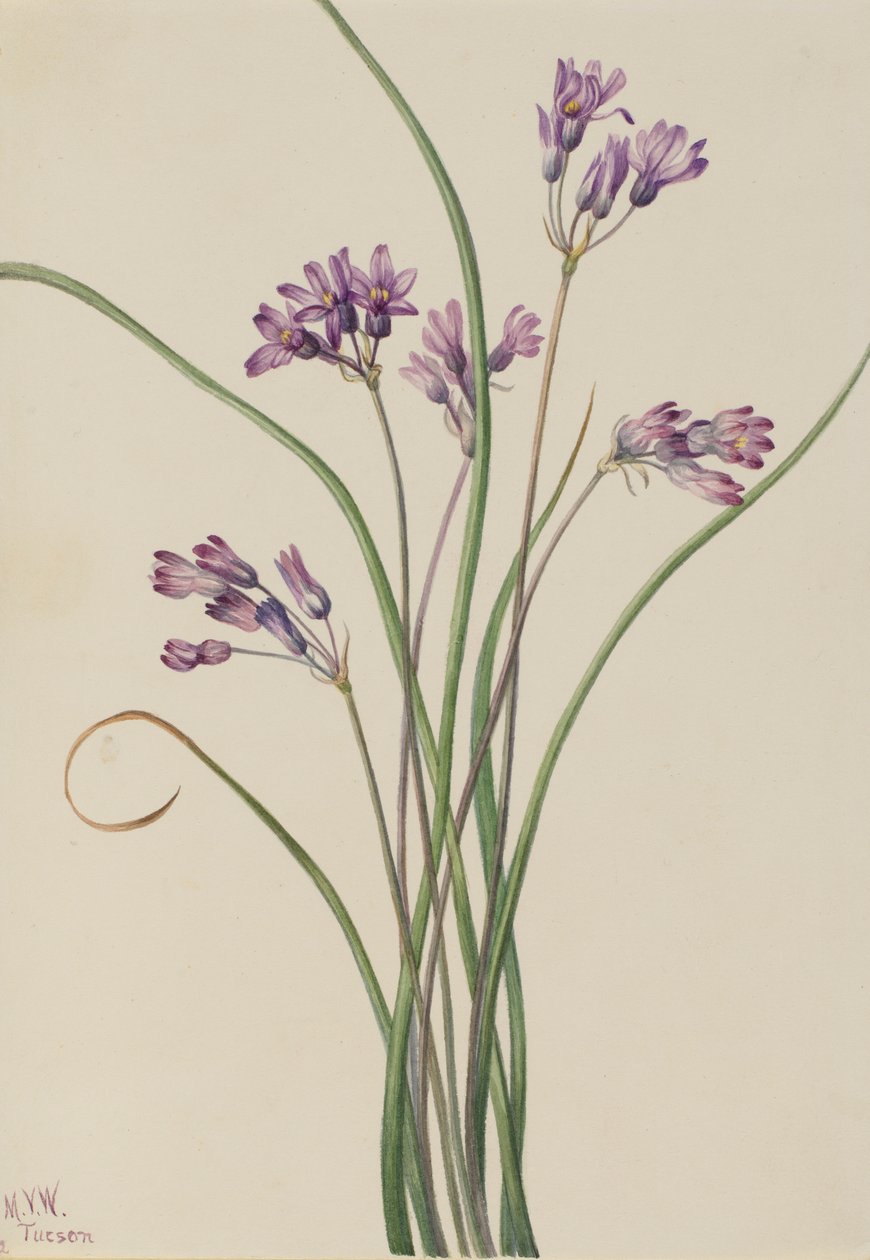 Wilde hyacint (Brodiaea pulchella) door Mary Vaux Walcott