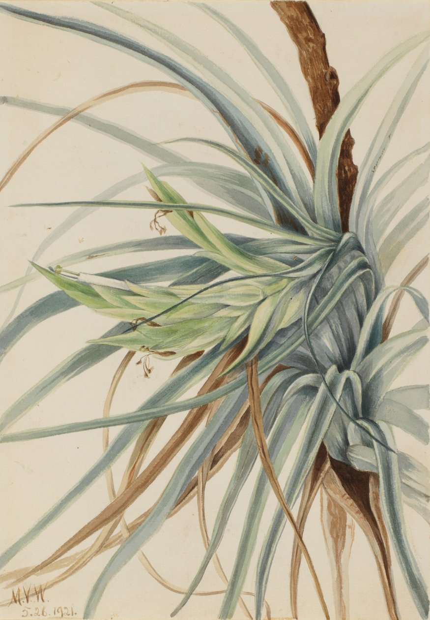 Wilde ananas (Tillandsia fasciculata) door Mary Vaux Walcott
