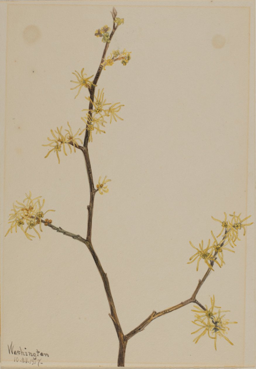 Toverhazelaar (Hamamelis virginiana) door Mary Vaux Walcott