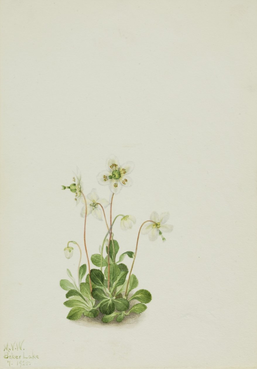 Bosnimf (Moneses uniflora) door Mary Vaux Walcott