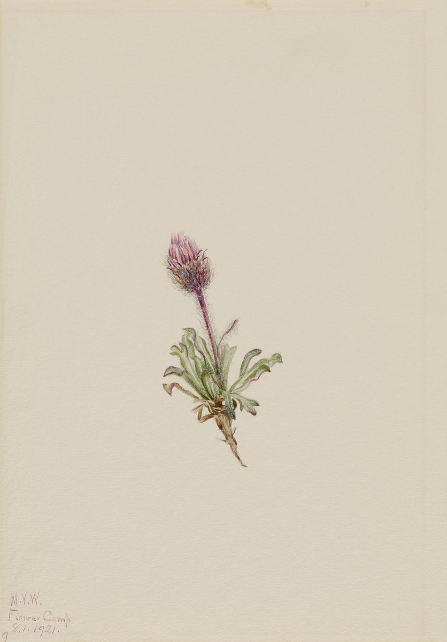 Wollige vlooienkruid Erigeron lanatus, 1921 door Mary Vaux Walcott