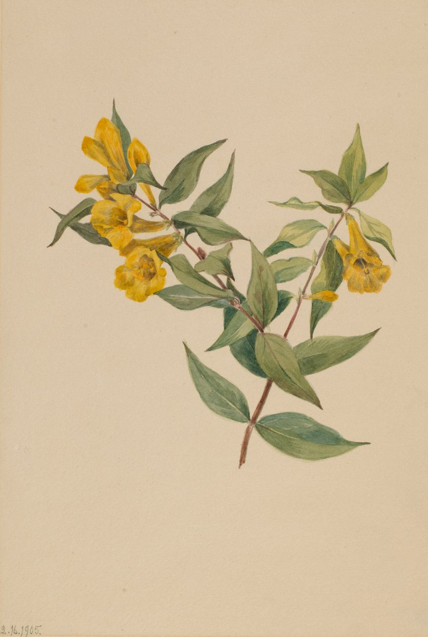 Gele Jasmijn Gelsemium sempervirens, 1905 door Mary Vaux Walcott