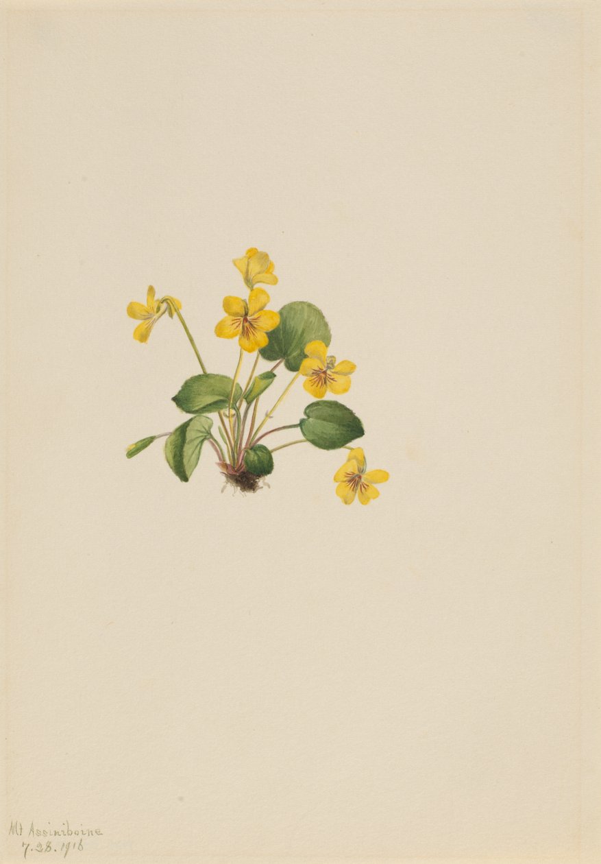 Geel viooltje (Viola orbiculata) door Mary Vaux Walcott