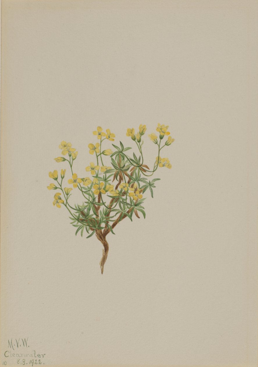 Geel wilgengras door Mary Vaux Walcott