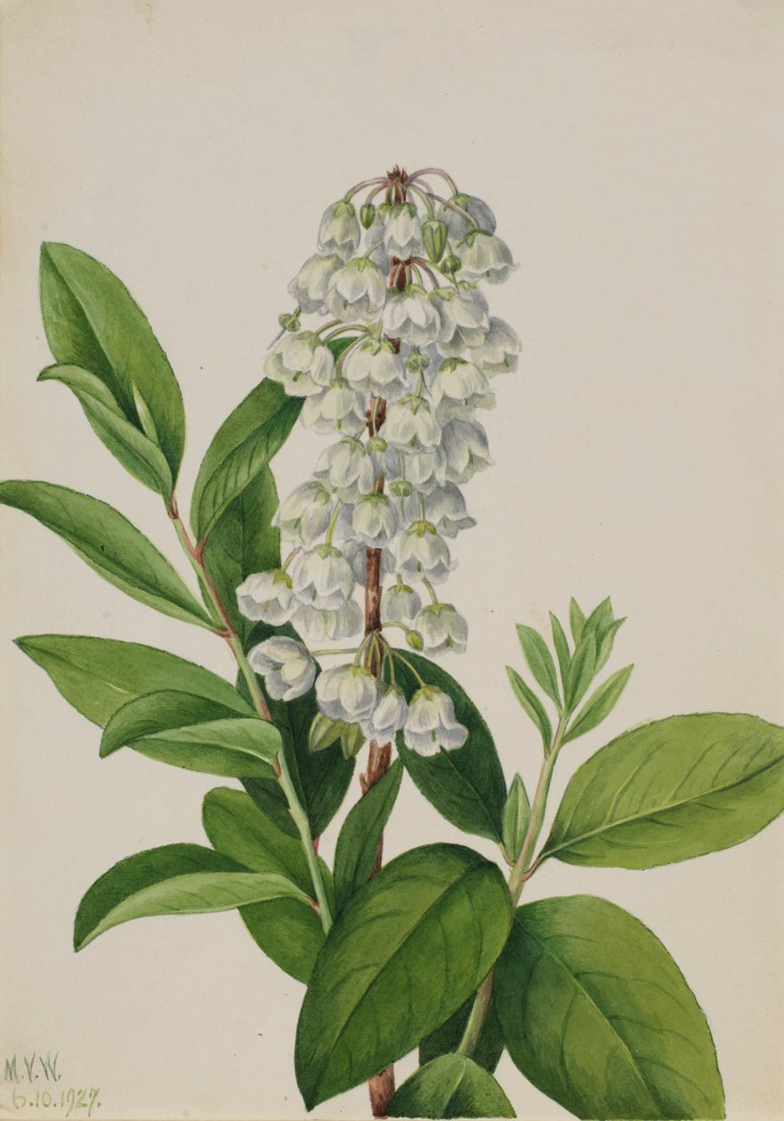 Zenobia (Zenobia cassinifolia) door Mary Vaux Walcott