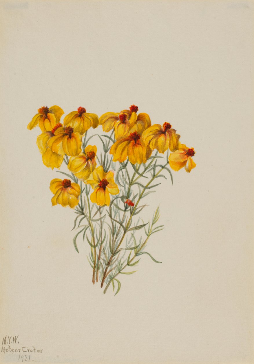 Zinnia (Zinnia grandiflora) door Mary Vaux Walcott