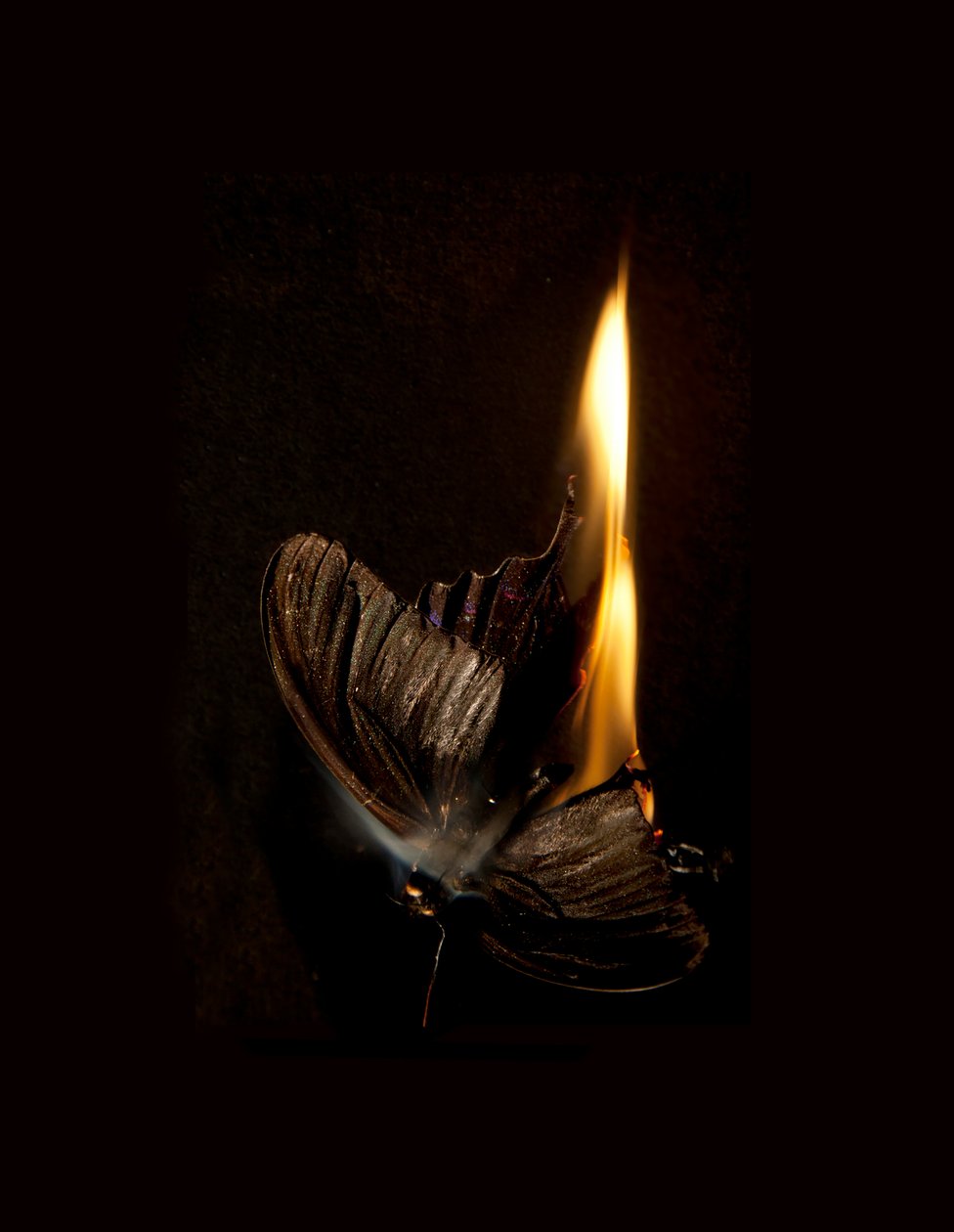 Brandende vlinder 13, 2013 (Lambda print) door Mat Collishaw