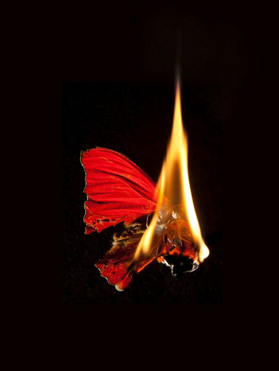 Brandende vlinder 18, 2013 (Lambda print) door Mat Collishaw