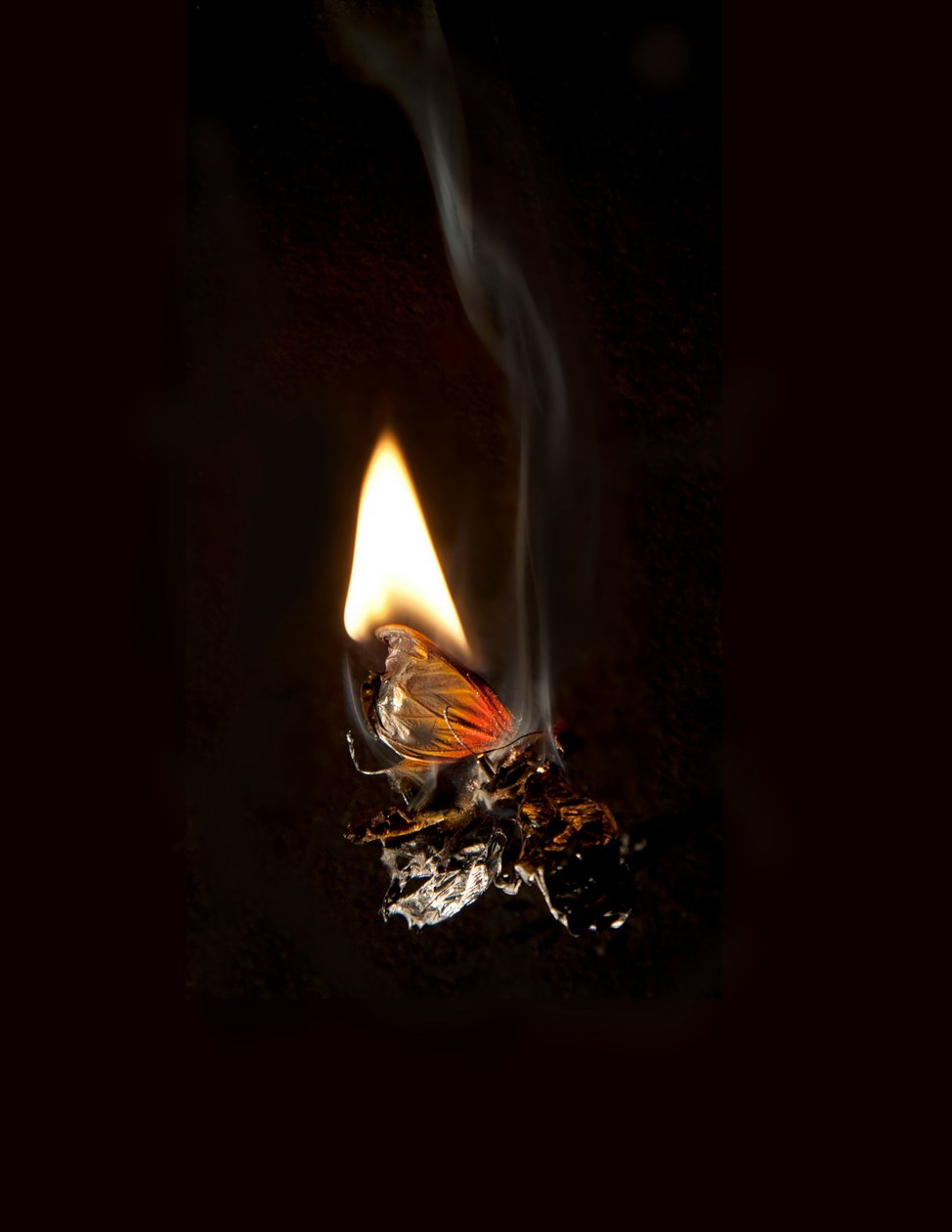 Brandende vlinder 19, 2013 (Lambda print) door Mat Collishaw