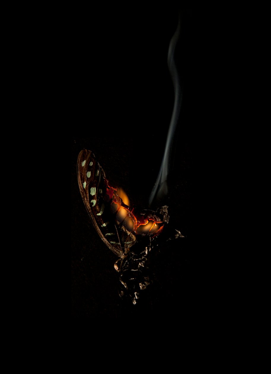 Brandende vlinder 5, 2013 (Lambda print) door Mat Collishaw