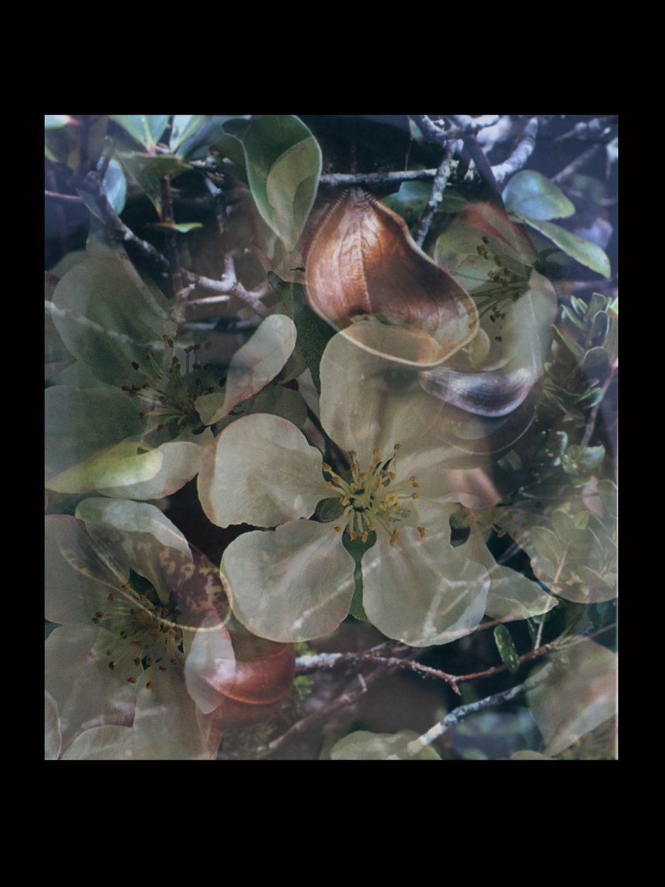 Vleesvreters 5 door Mat Collishaw