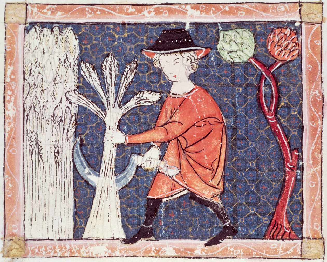 Fol.58v Juli: De Oogst door Matfre Ermengaut