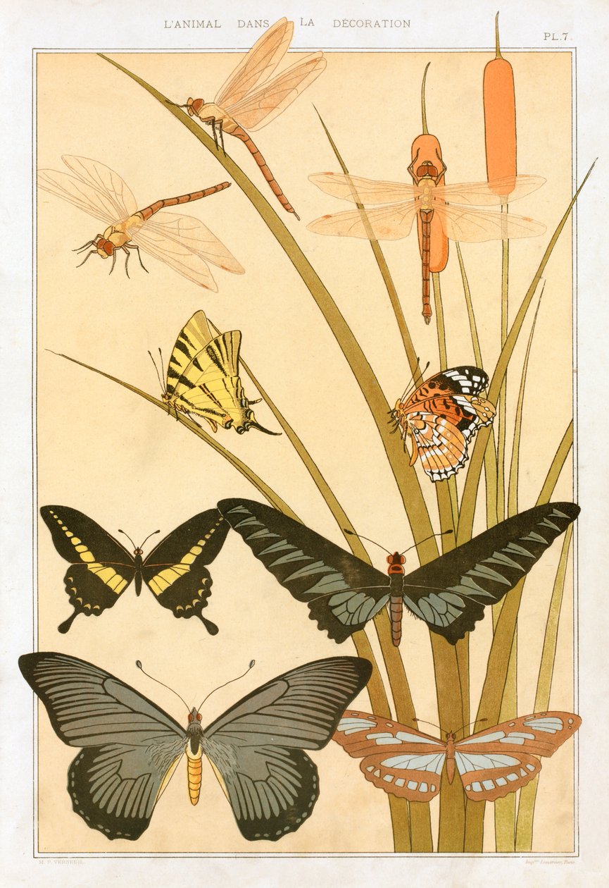Vlinders door Maurice Pillard Verneuil