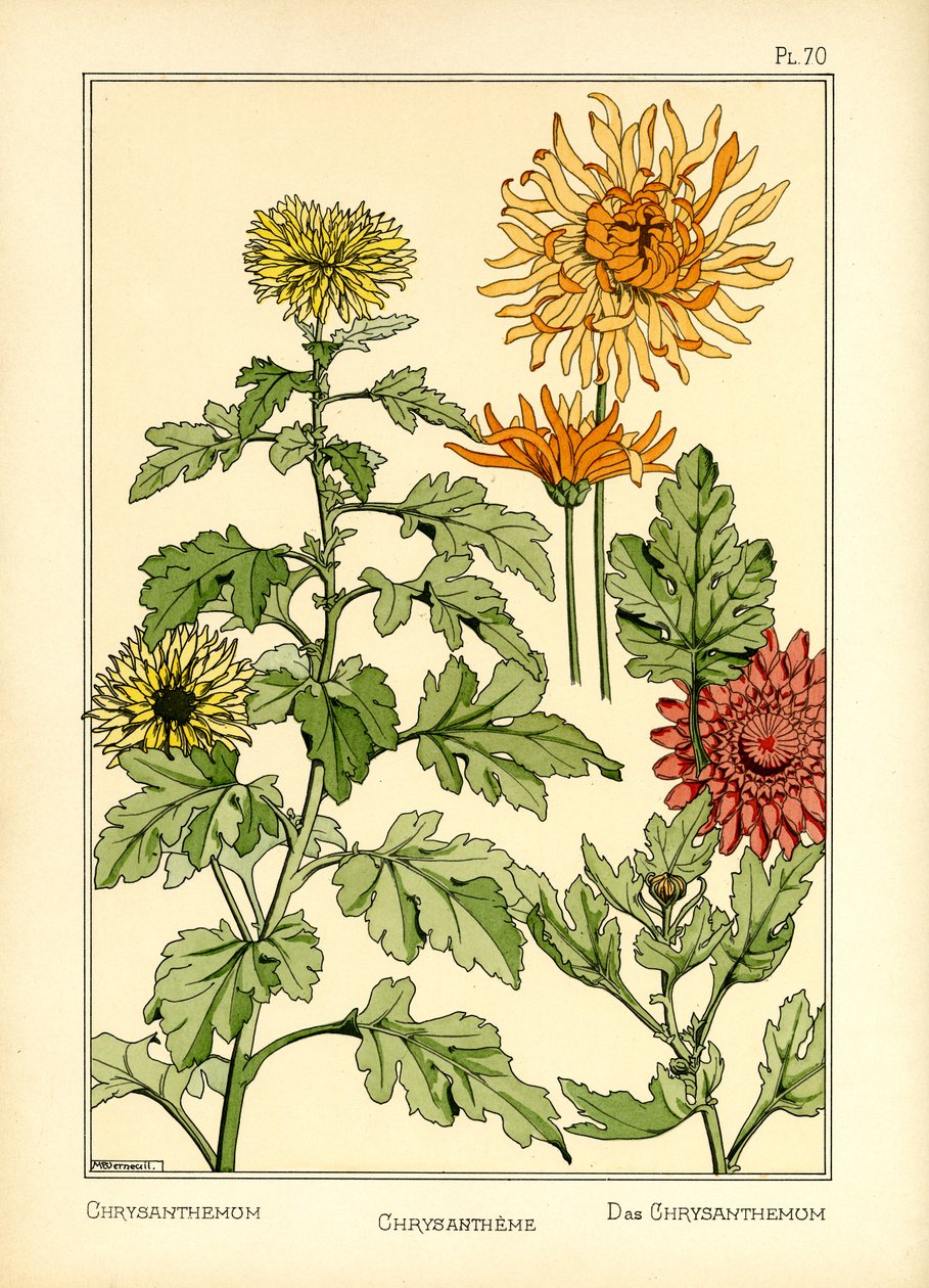 De chrysant door Maurice Pillard Verneuil
