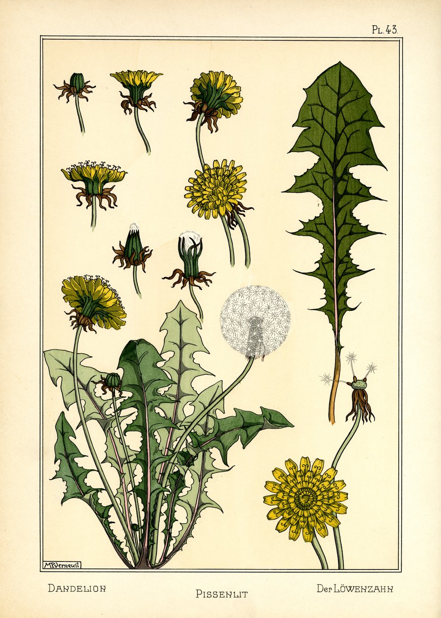 De paardenbloem door Maurice Pillard Verneuil