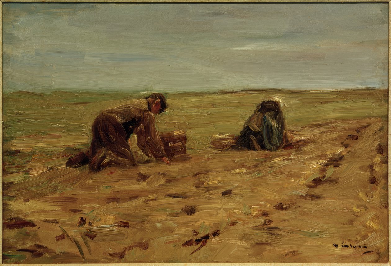 Aardappeloogst in de duinen door Max Liebermann