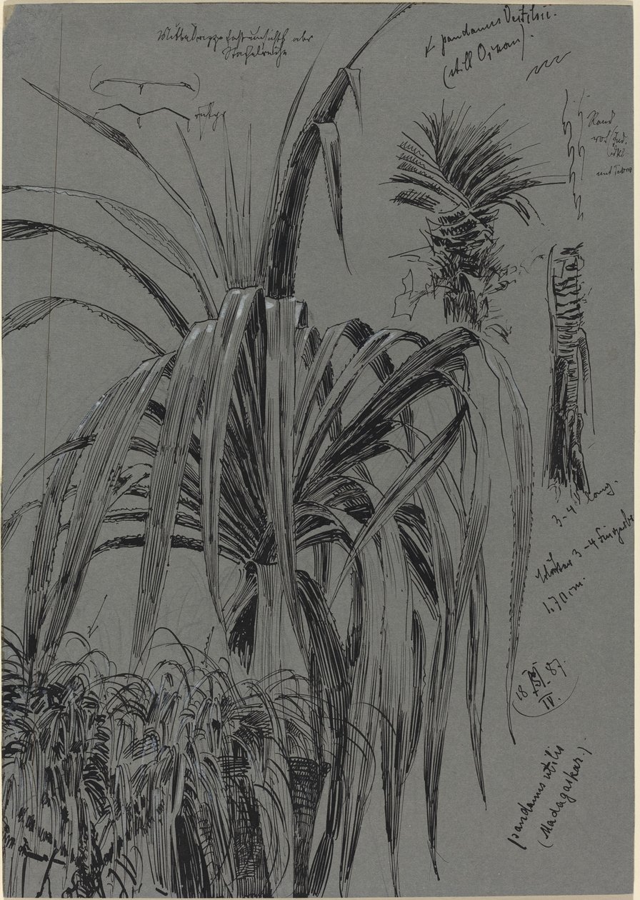 Studies van schroefpijnen uit Madagaskar door Max Seliger