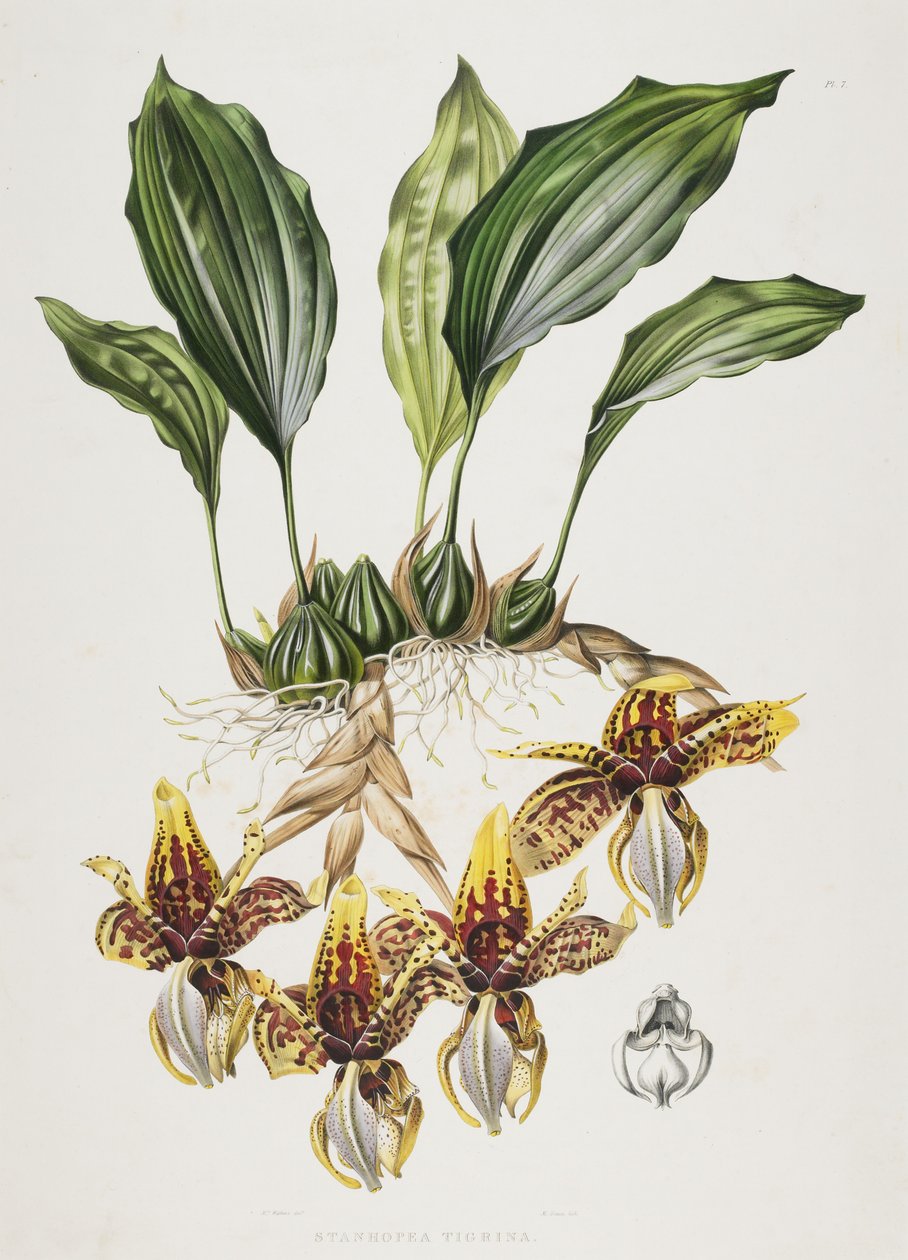 De Stanhope Tijgerorchidee, 1838 door Maxim Gauci