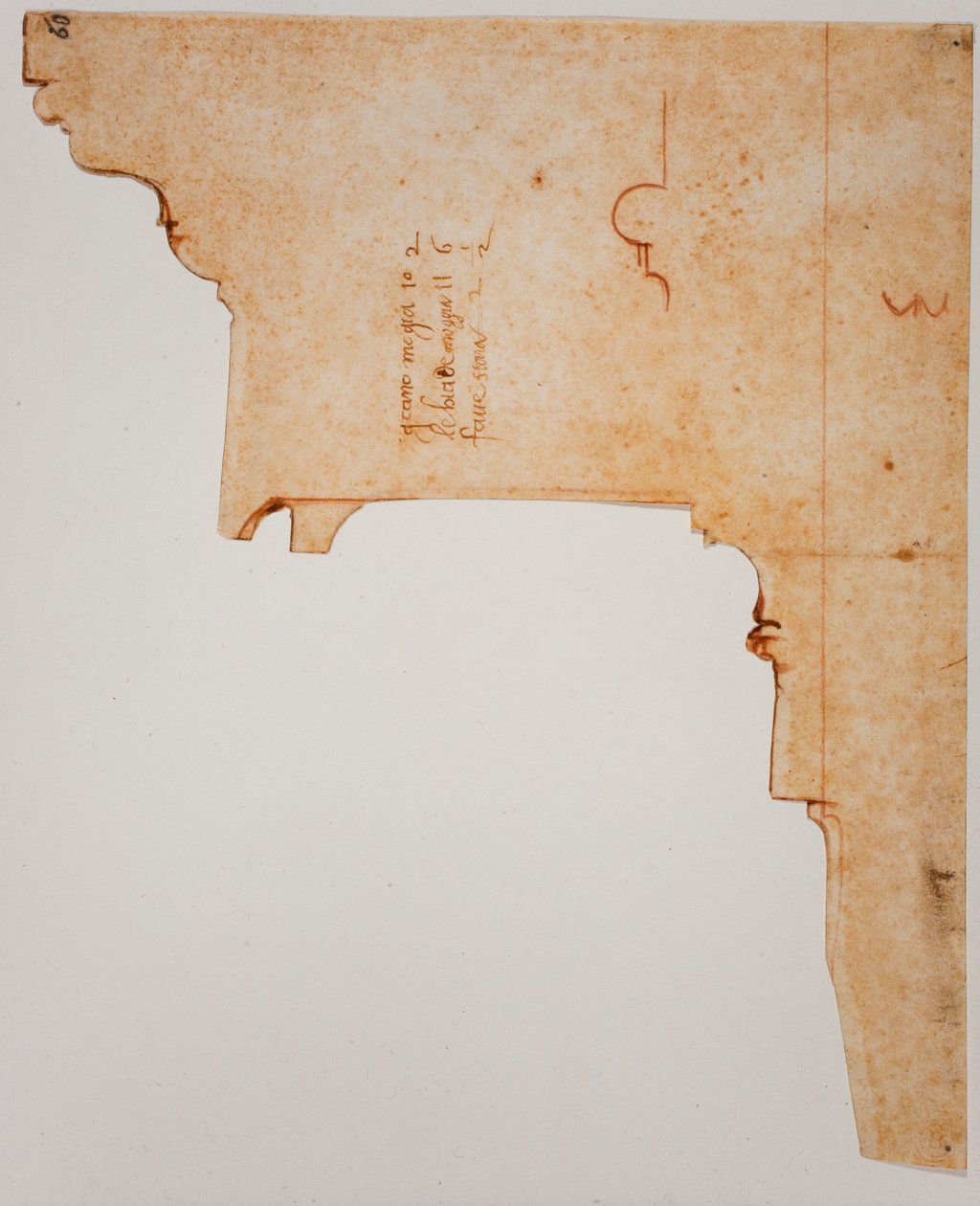 Profiel van hoofdgestel door Michelangelo Buonarroti