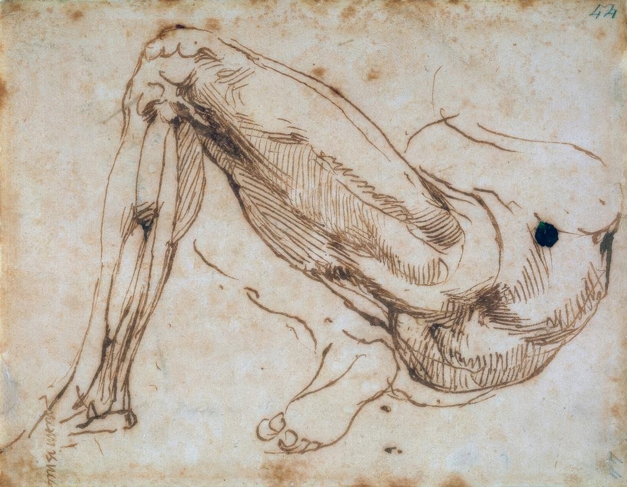 Studie van een been door Michelangelo Buonarroti