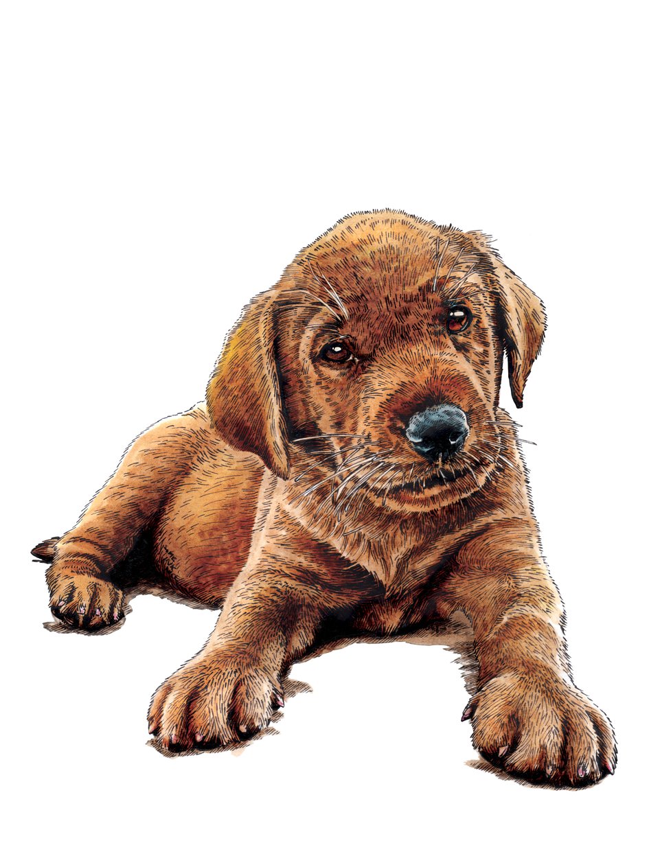 Marge De Puppy op Wit door Mike Davis