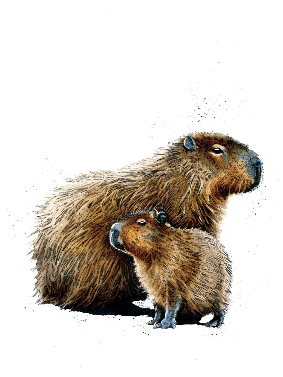 De Capibara