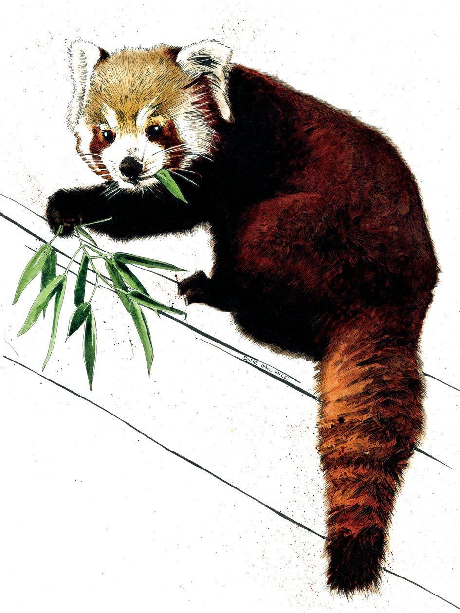 De Rode Panda op Wit, 2020 door Mike Davis