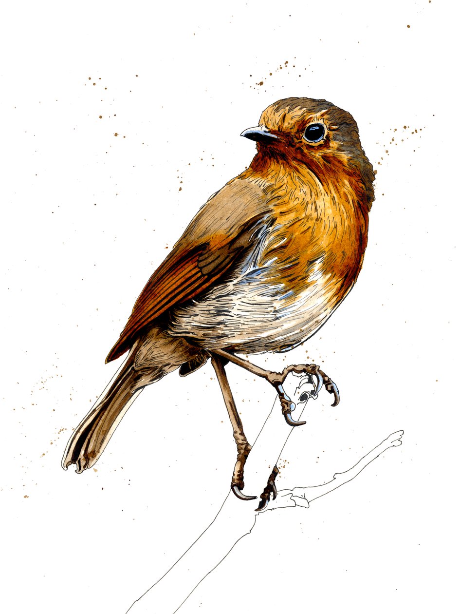 De Roodborst op Wit door Mike Davis