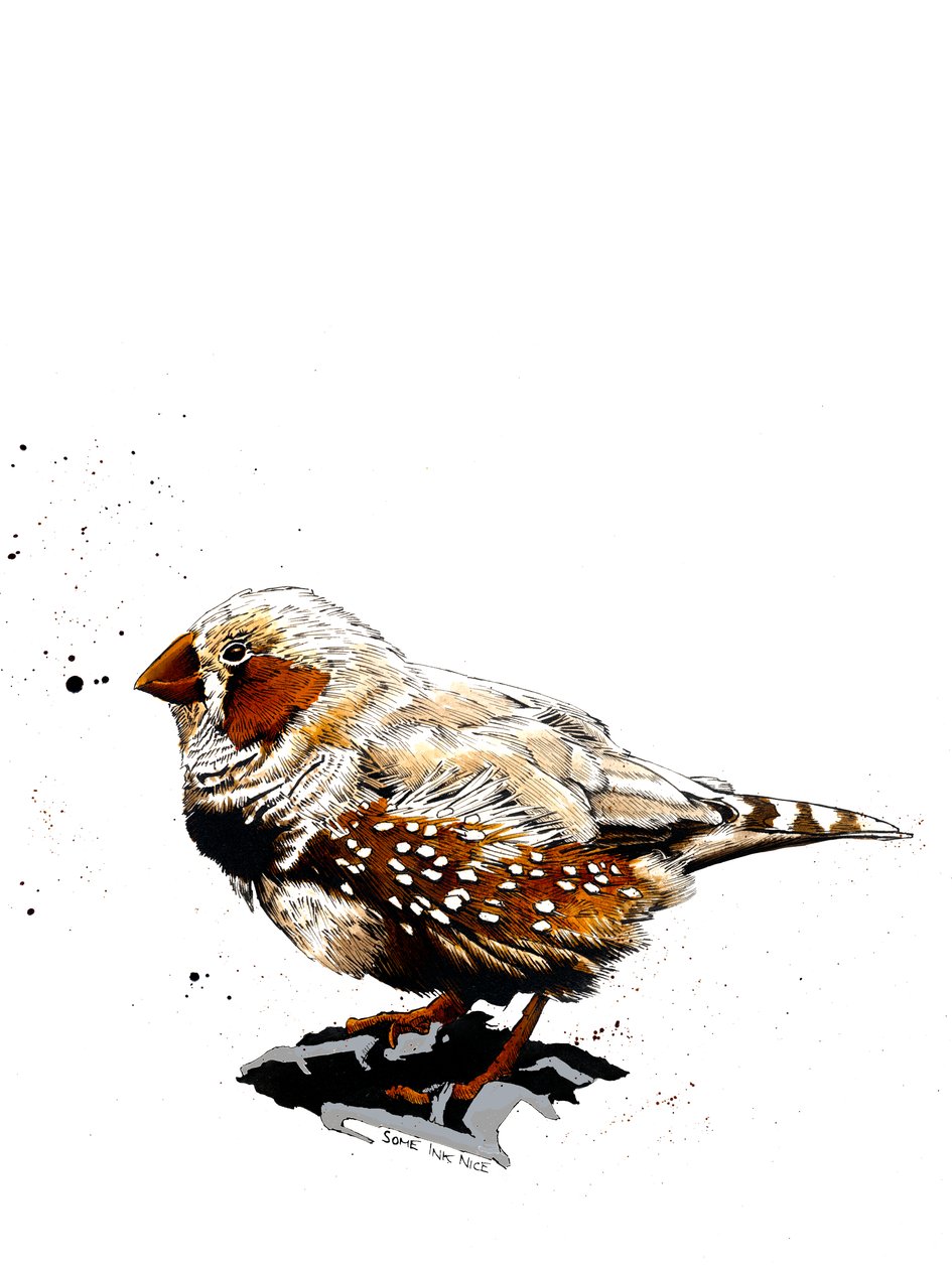 De Zebravink op Wit door Mike Davis