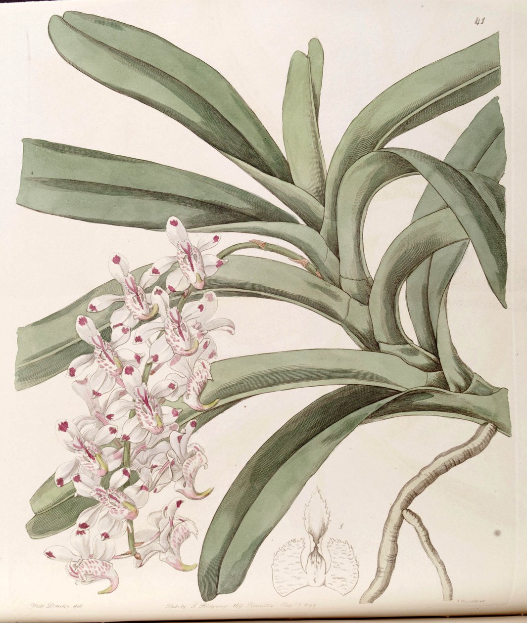 Aerides odoratum door Miss Drake