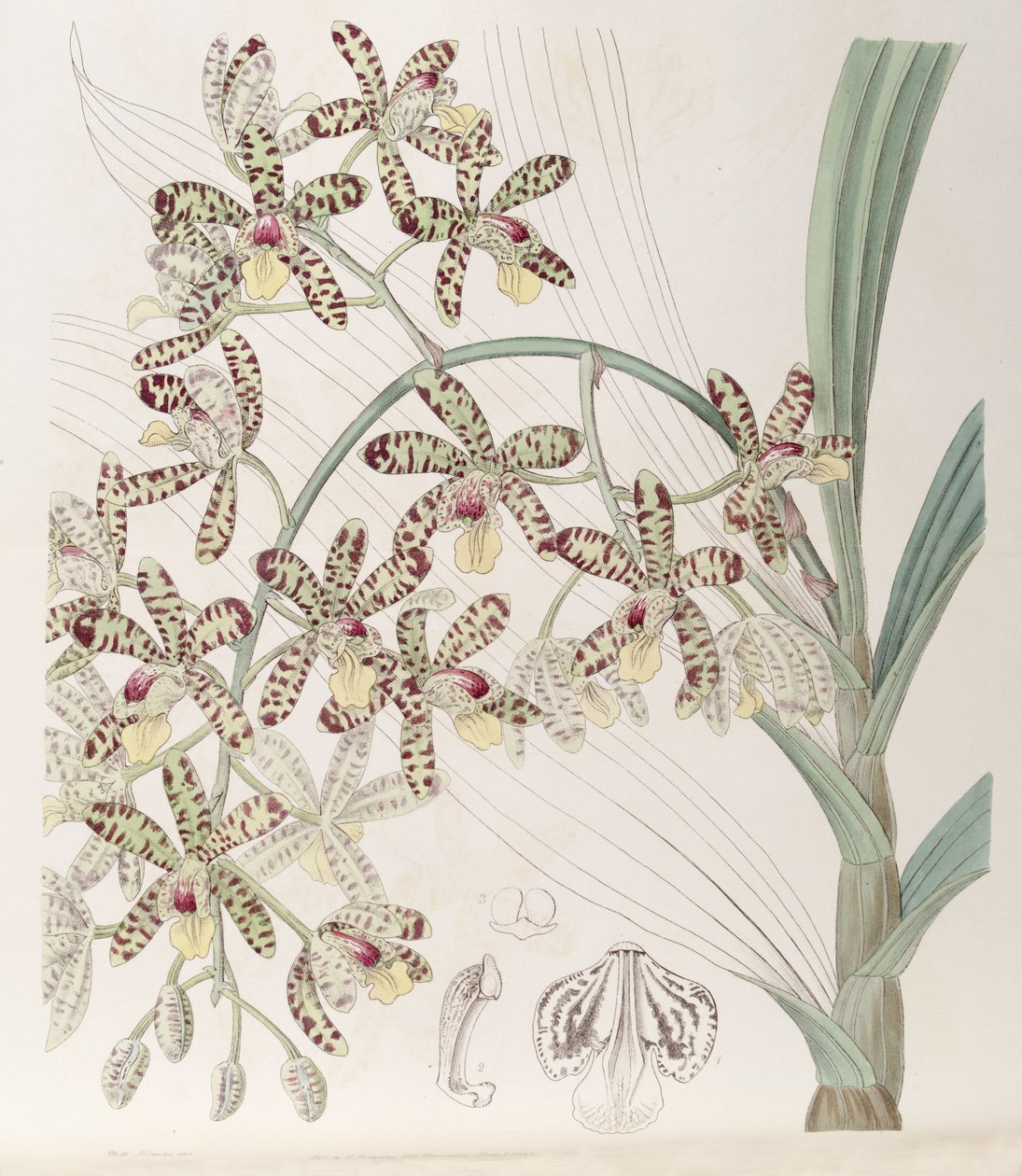 Ansellia africana door Miss Drake