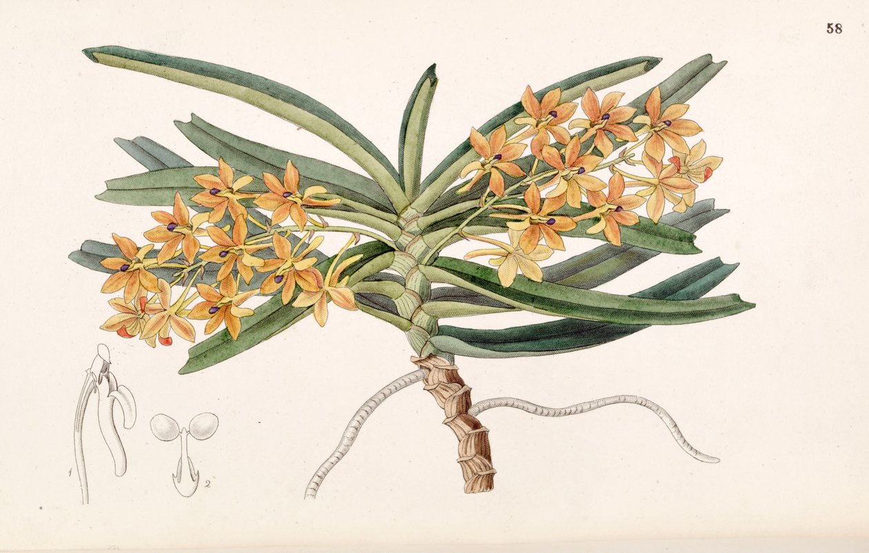 Ascocentrum miniatum (als syn. Saccolabium miniatum) door Miss Drake