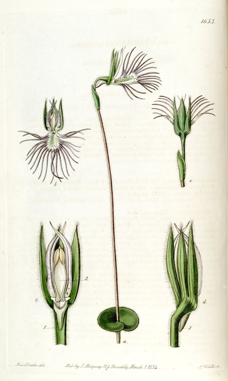 Bartholina burmanniana (als syn. Bartholina pectinata) door Miss Drake